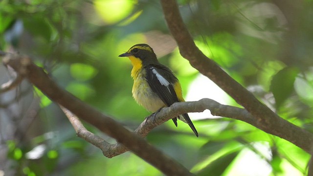 Ryukyu Flycatcher - ML637202096