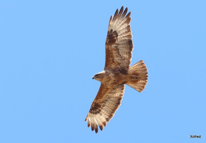Common Buzzard (Canary Is.) - ML637202118