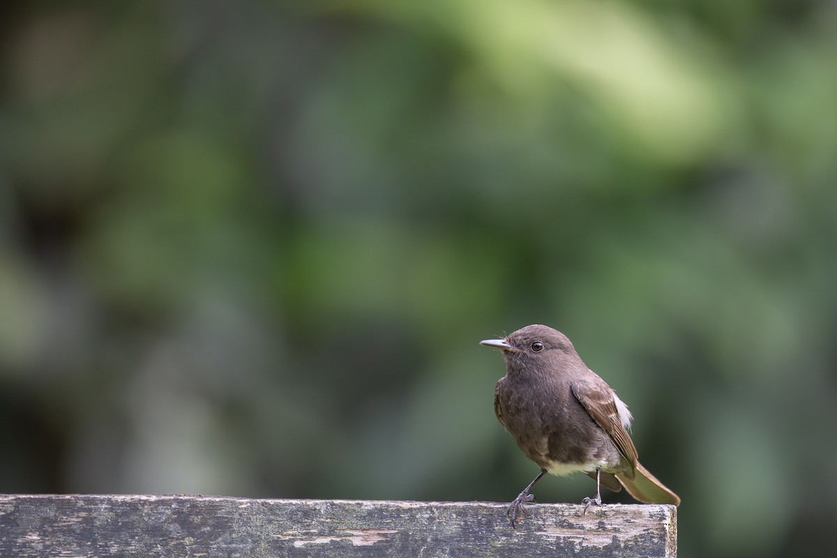 Black Phoebe - ML637202265