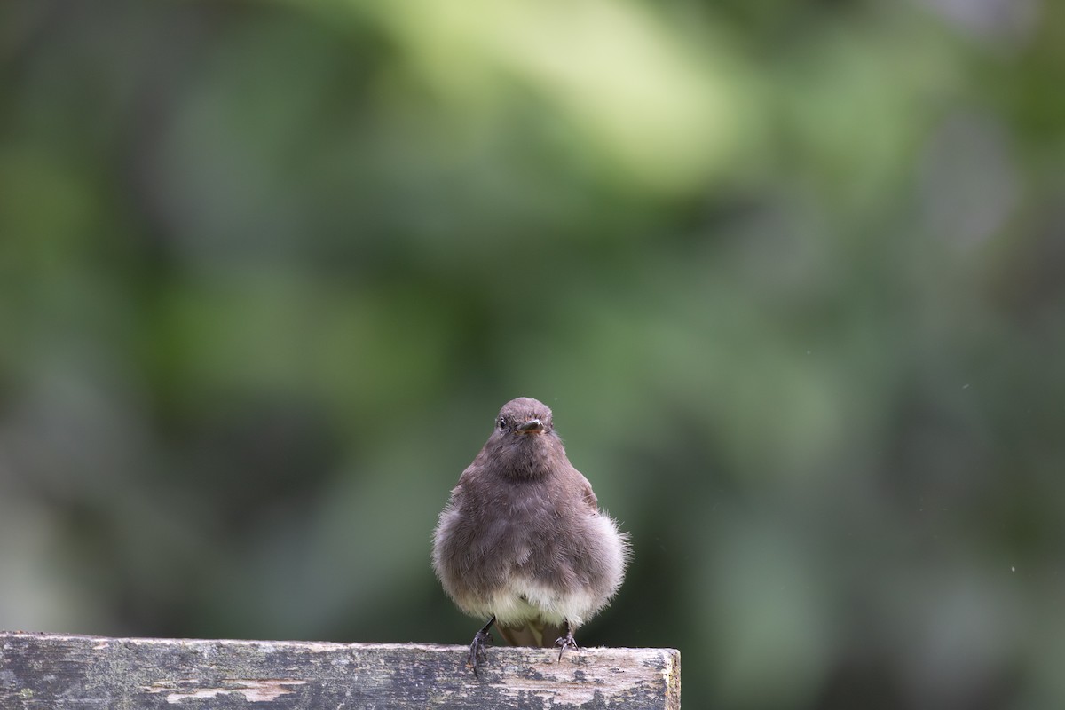 Black Phoebe - ML637202266