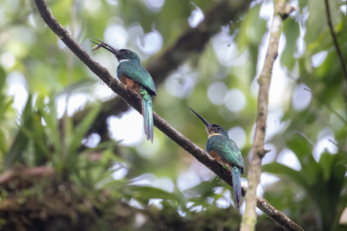 Rufous-tailed Jacamar - ML637202290