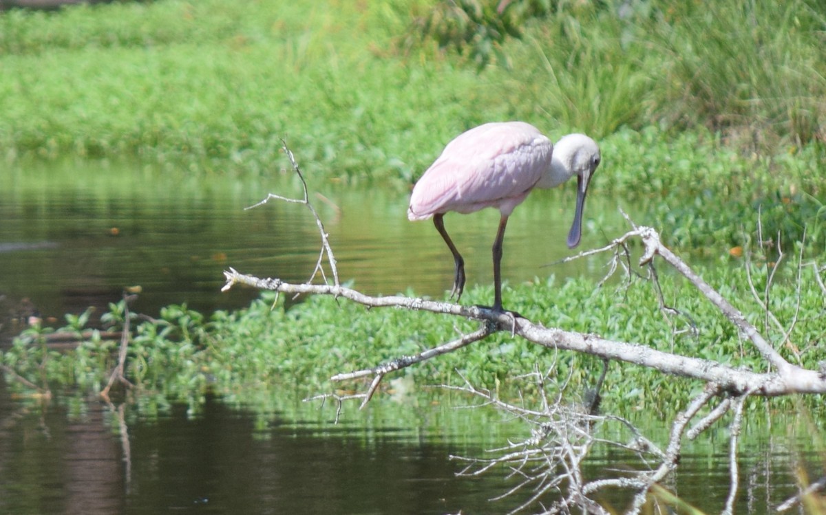 Розовая колпица - ML637202314