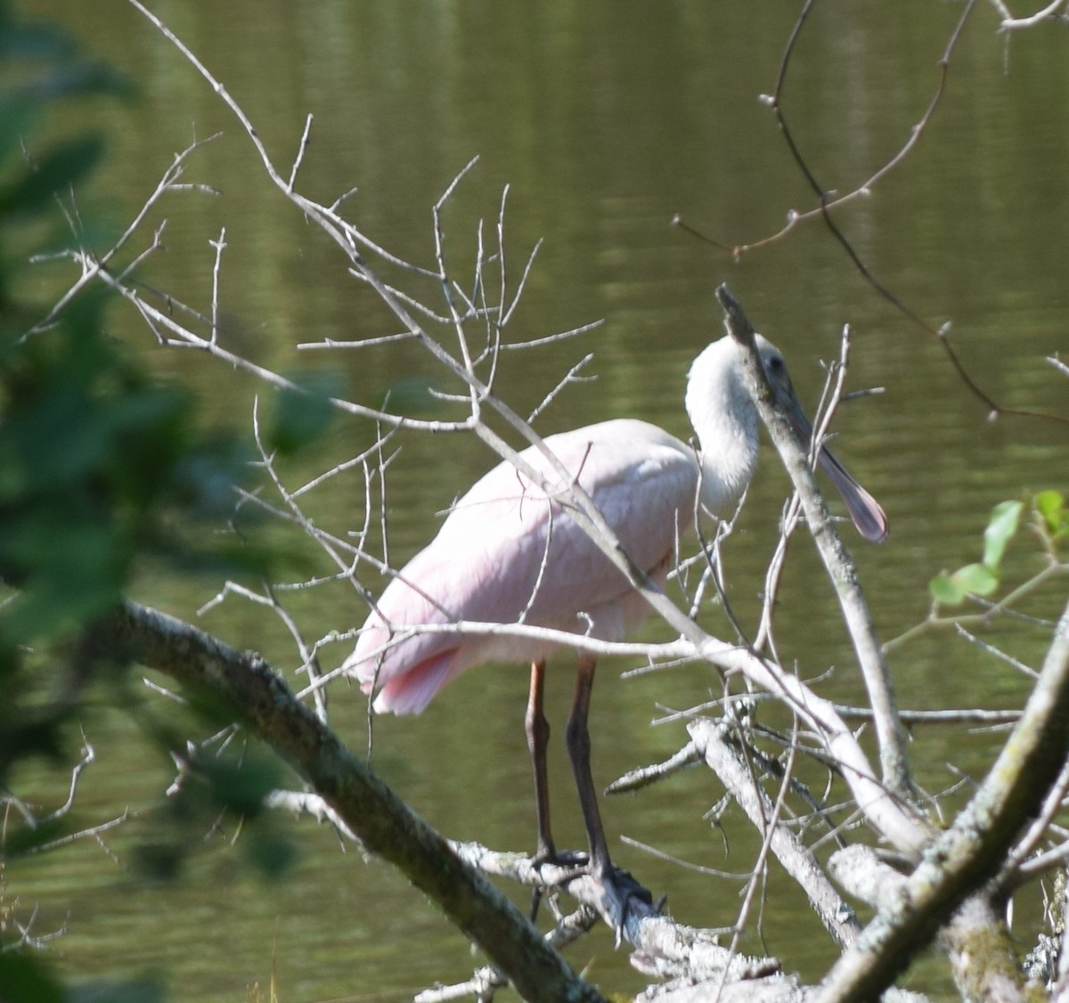 Розовая колпица - ML637202322