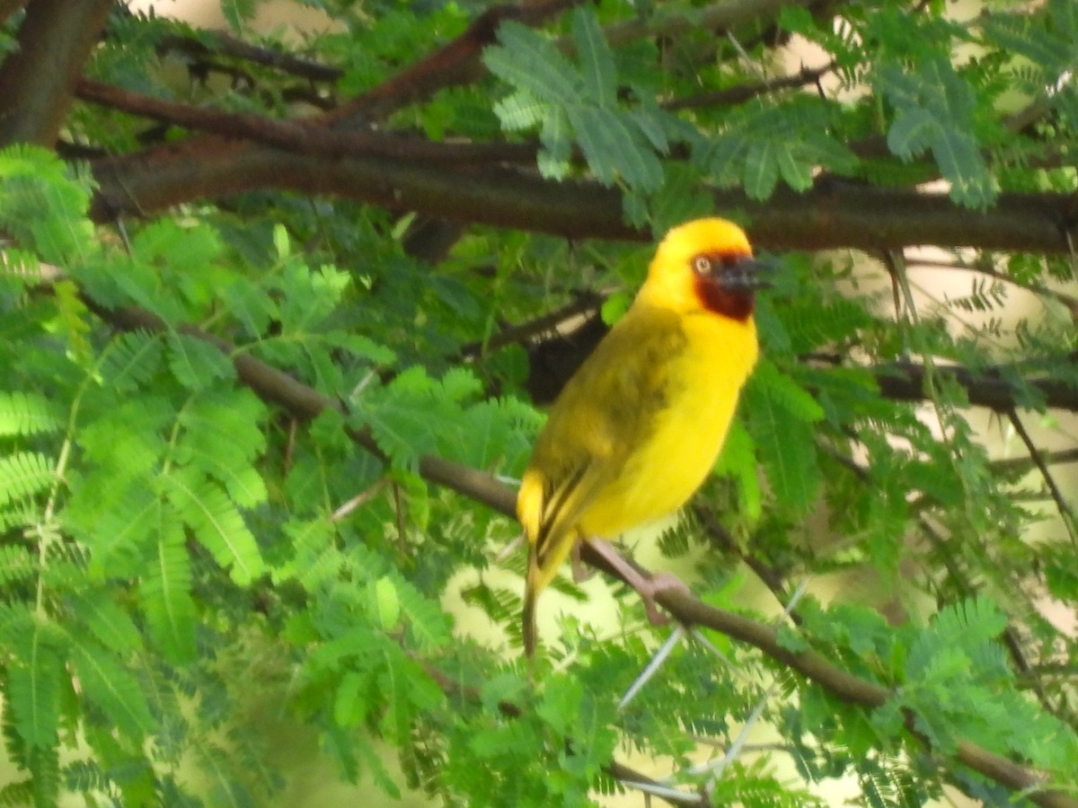 Northern Brown-throated Weaver - ML637202323