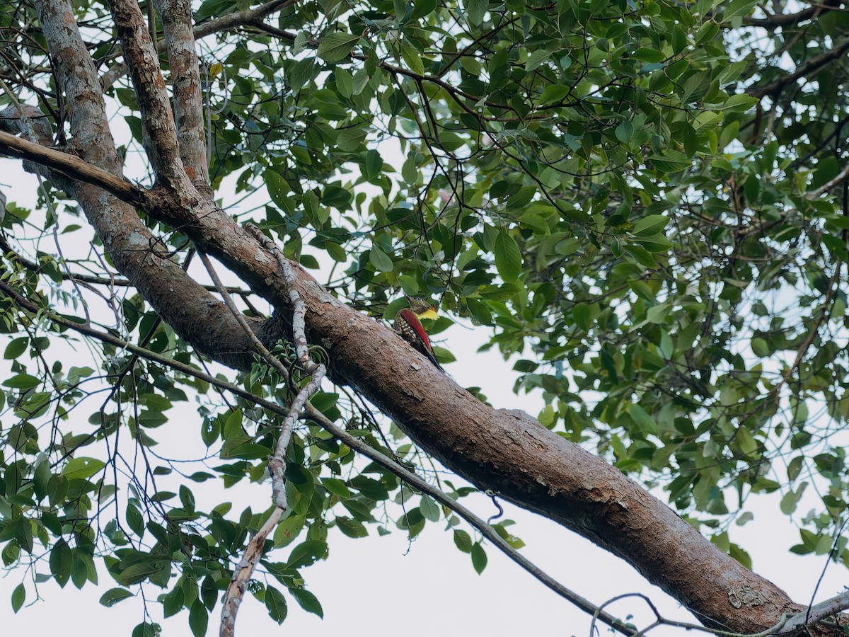 Crimson-winged Woodpecker - ML637202326
