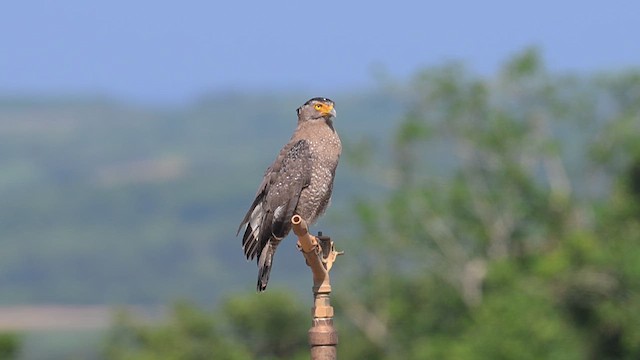 Crested Serpent-Eagle (Ryukyu) - ML637202382
