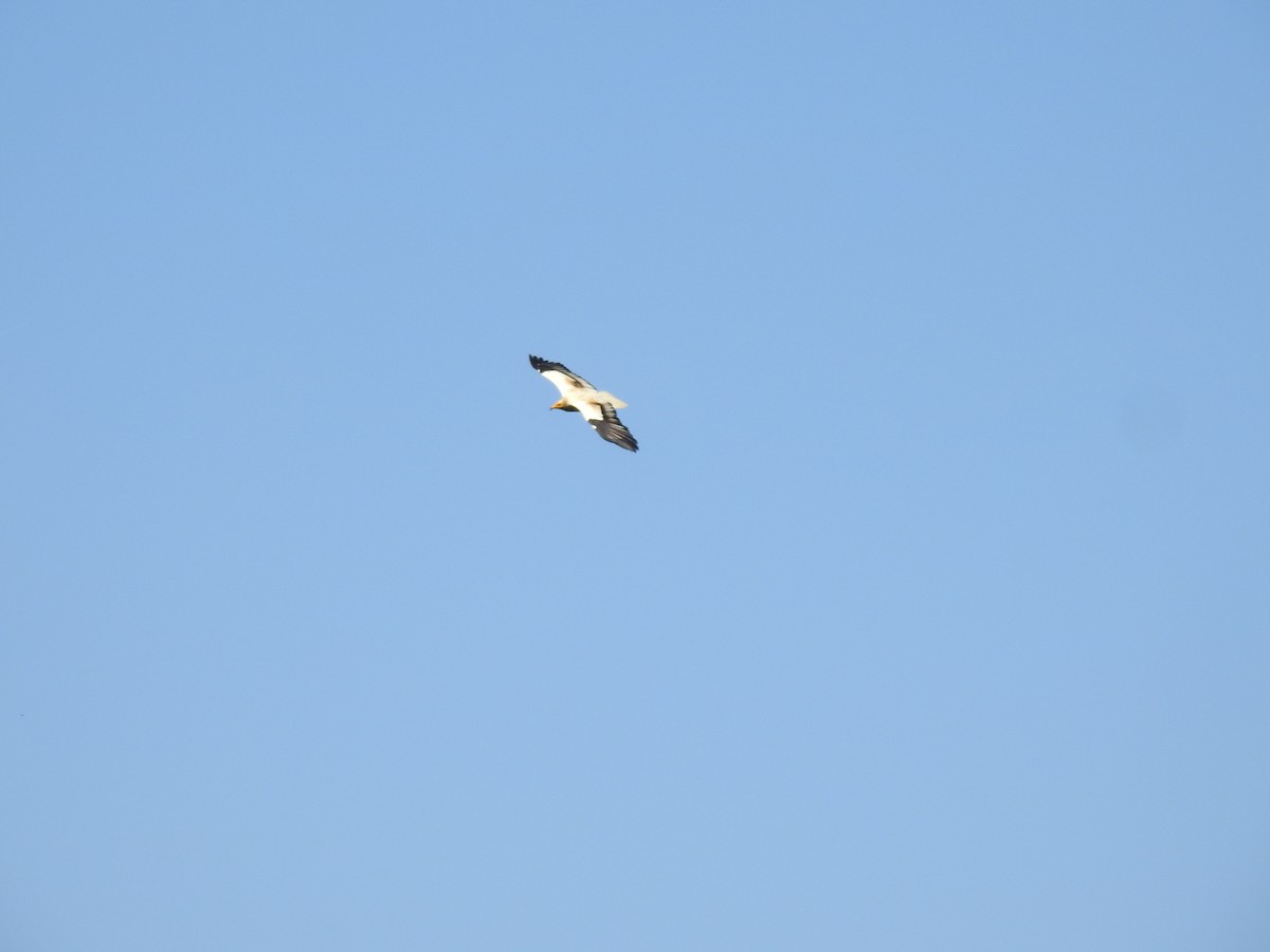 Egyptian Vulture - ML637202552