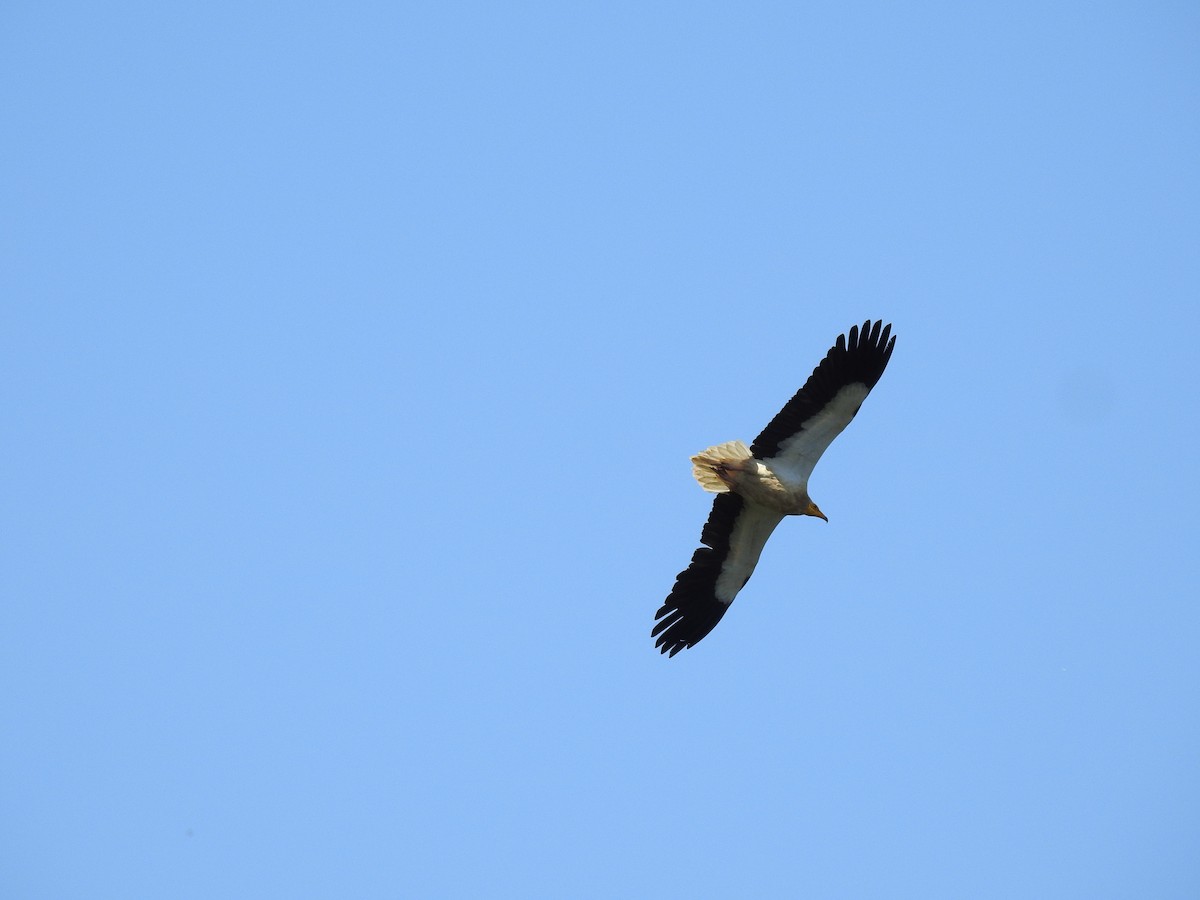 Egyptian Vulture - ML637202553
