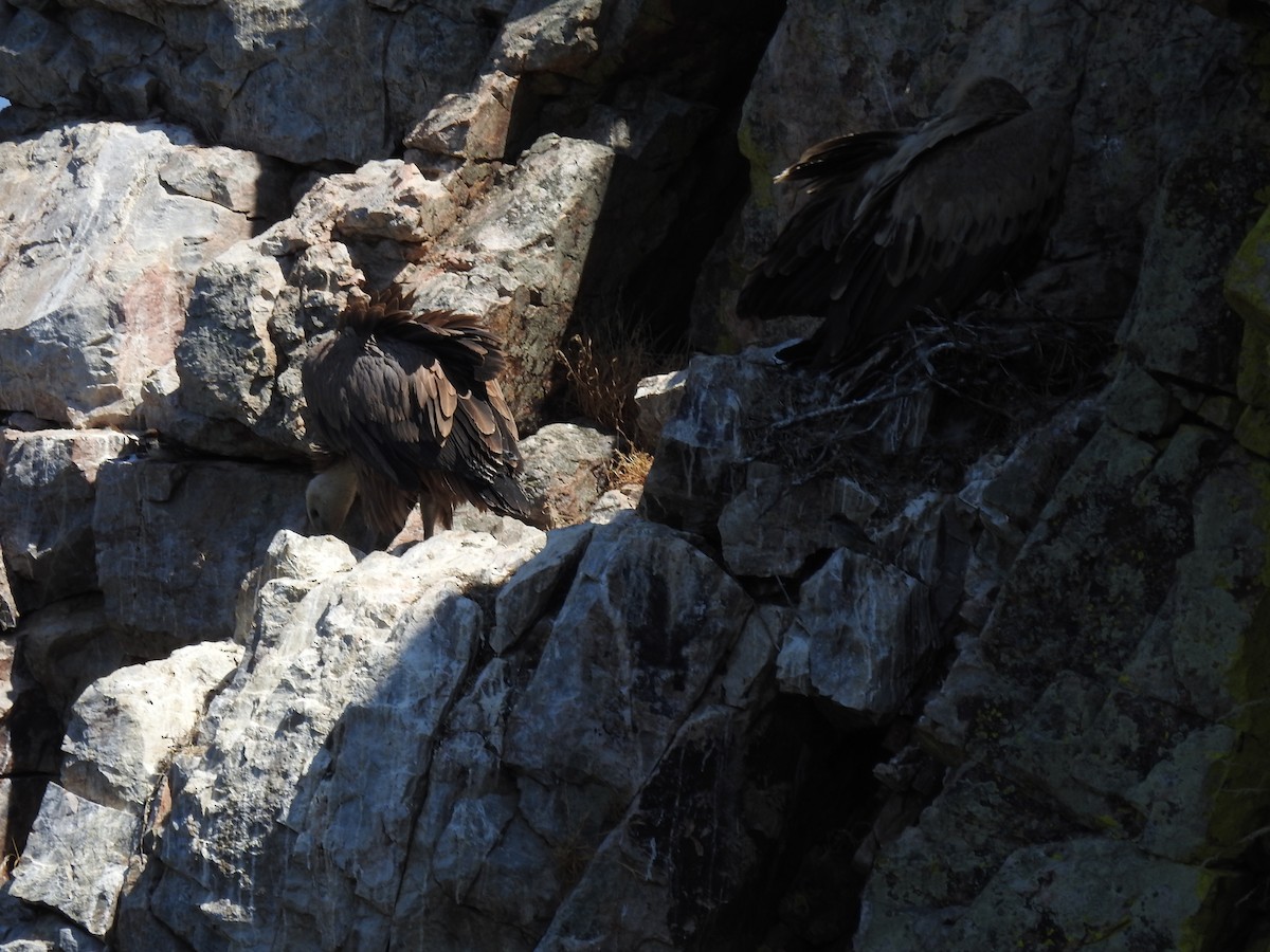 Eurasian Griffon - ML637202580