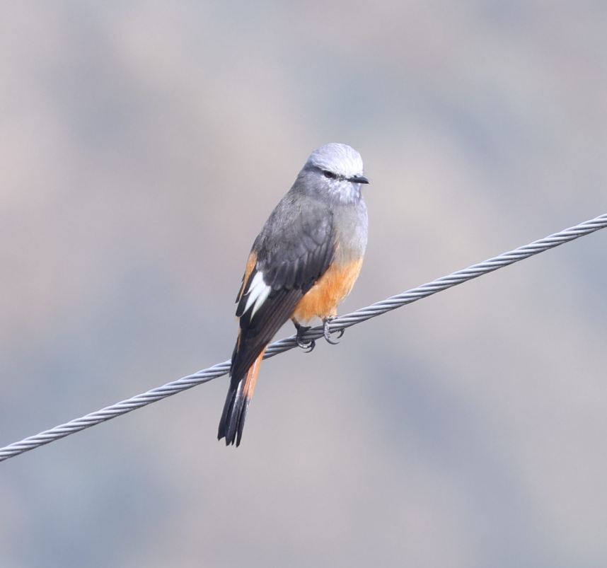 Red-rumped Bush-Tyrant - ML637202583
