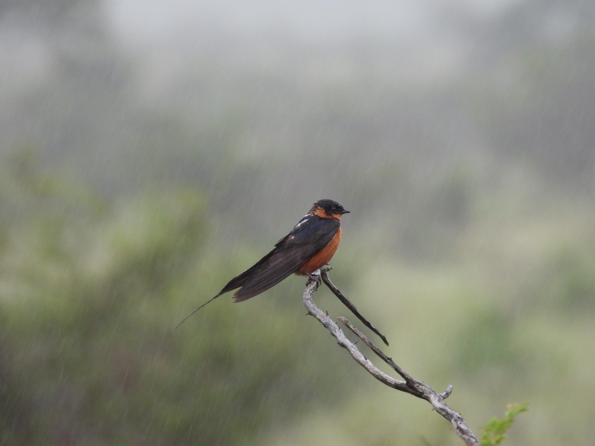 Rufous-chested Swallow - ML637202593