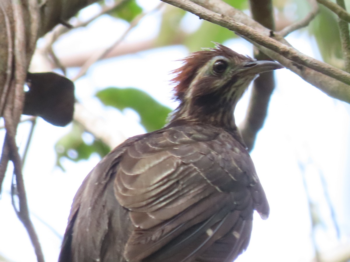 Pheasant Cuckoo - ML637202606