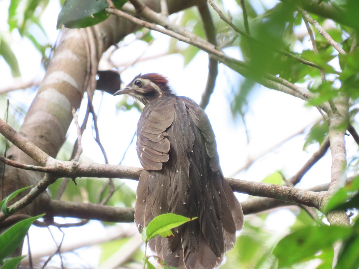 Pheasant Cuckoo - ML637202607