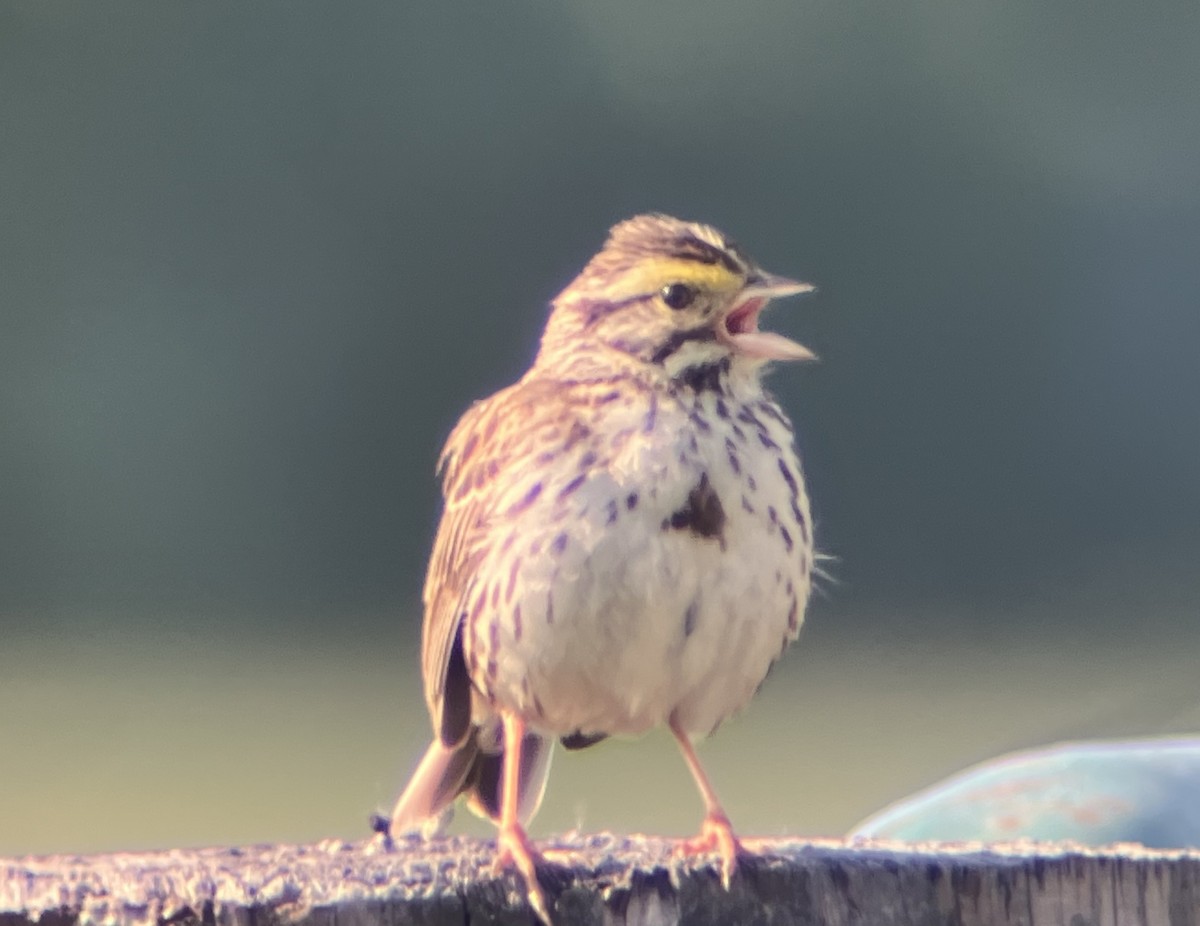 Savannah Sparrow - ML637202647