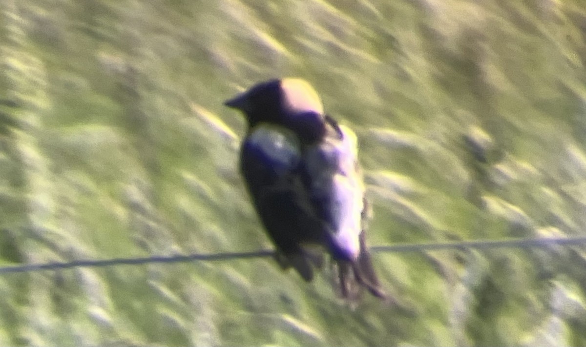 Bobolink - ML637202658