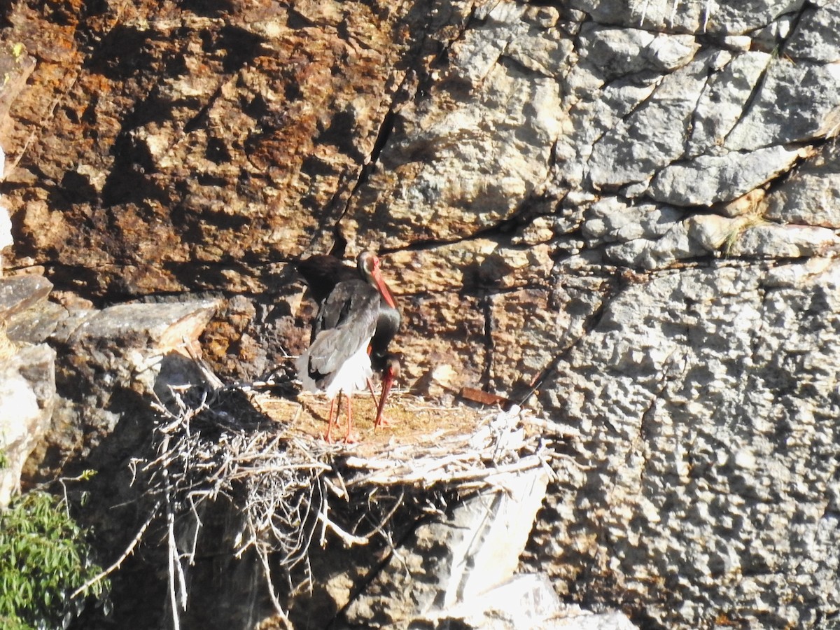 Black Stork - ML637202667