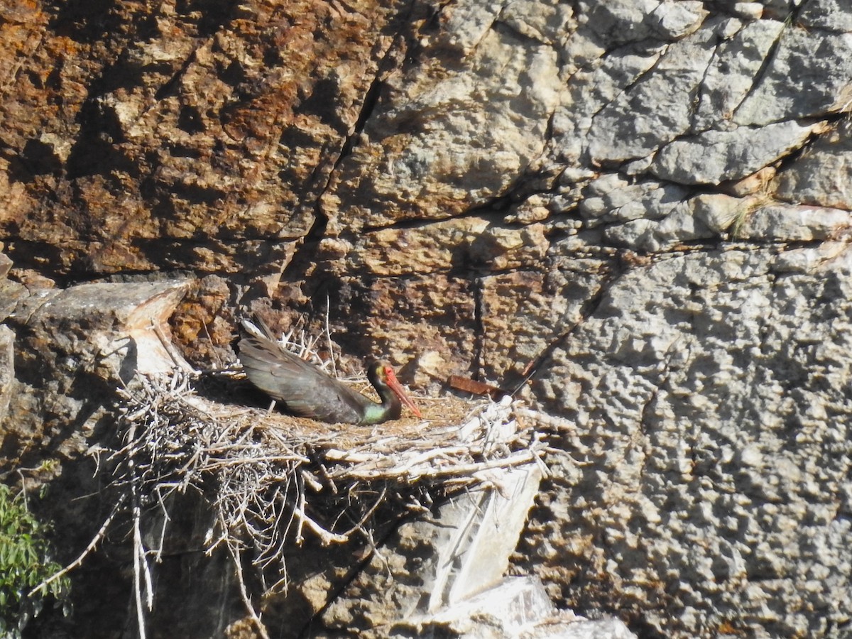 Black Stork - ML637202669