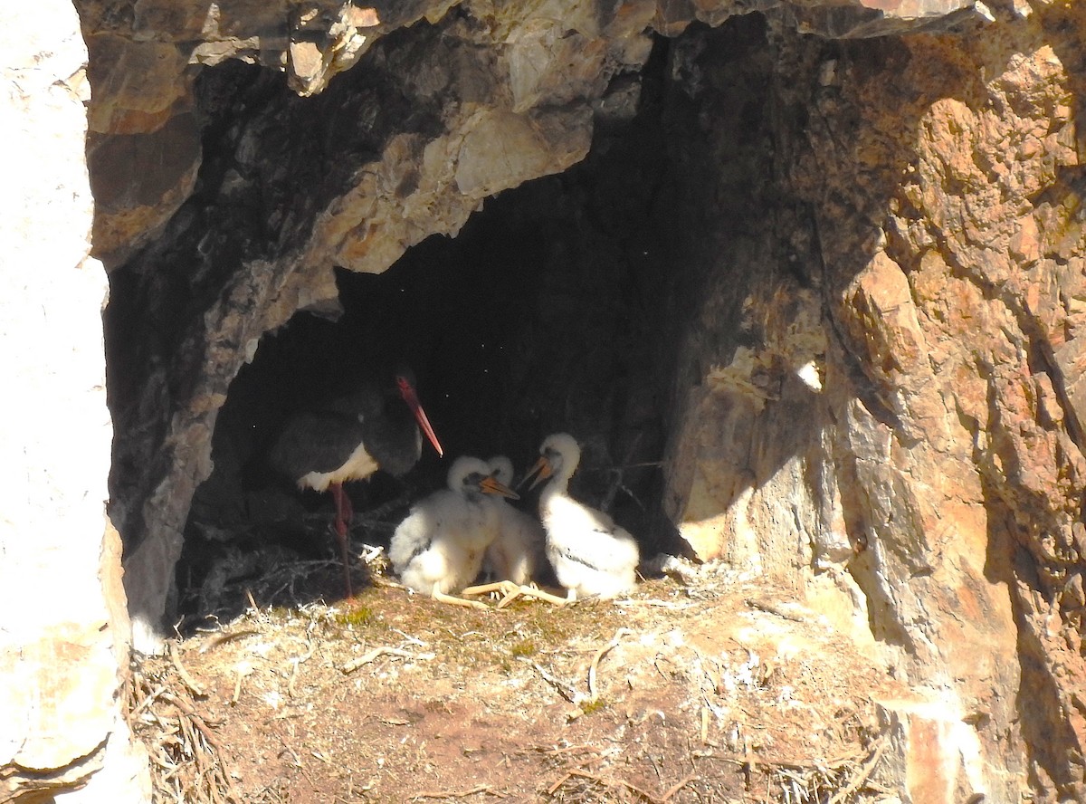 Black Stork - ML637202670