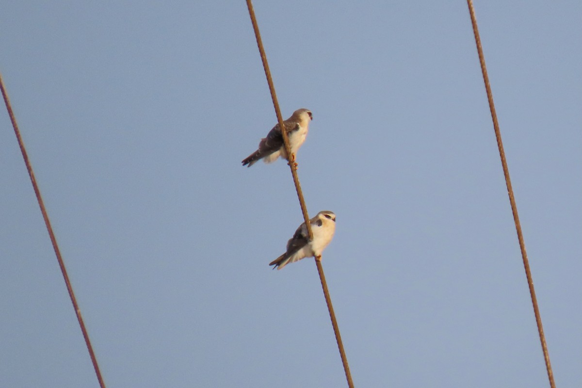 Black-winged Kite - ML637202704