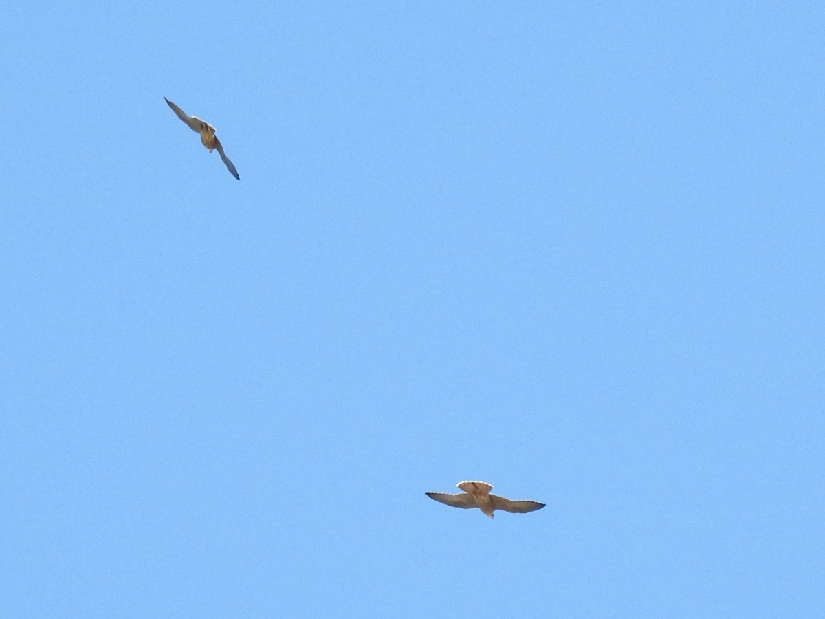 Peregrine Falcon - ML637202709