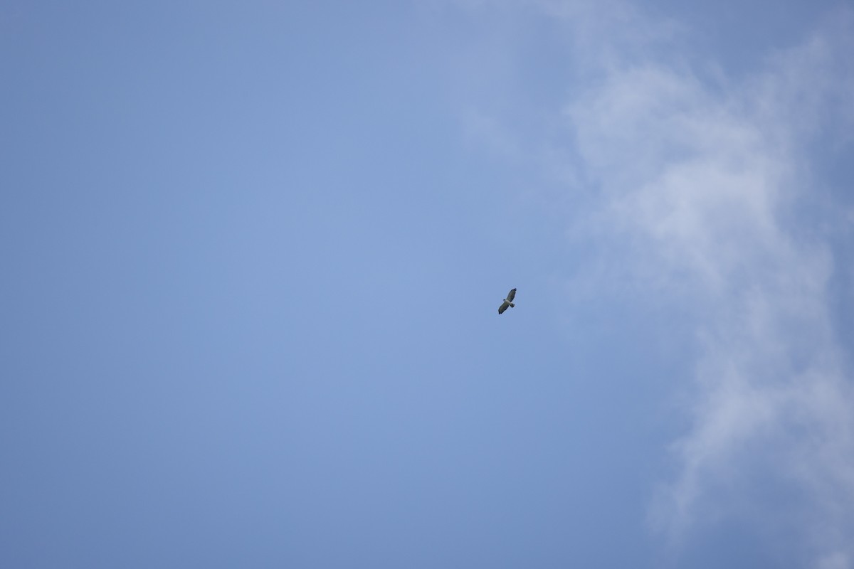 Short-tailed Hawk - ML637202712