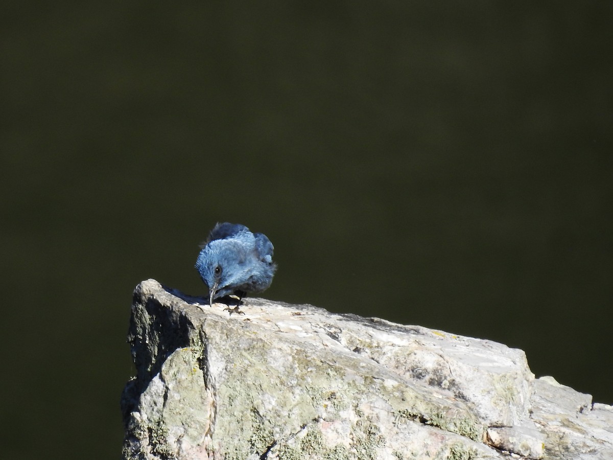Blue Rock-Thrush - ML637202739