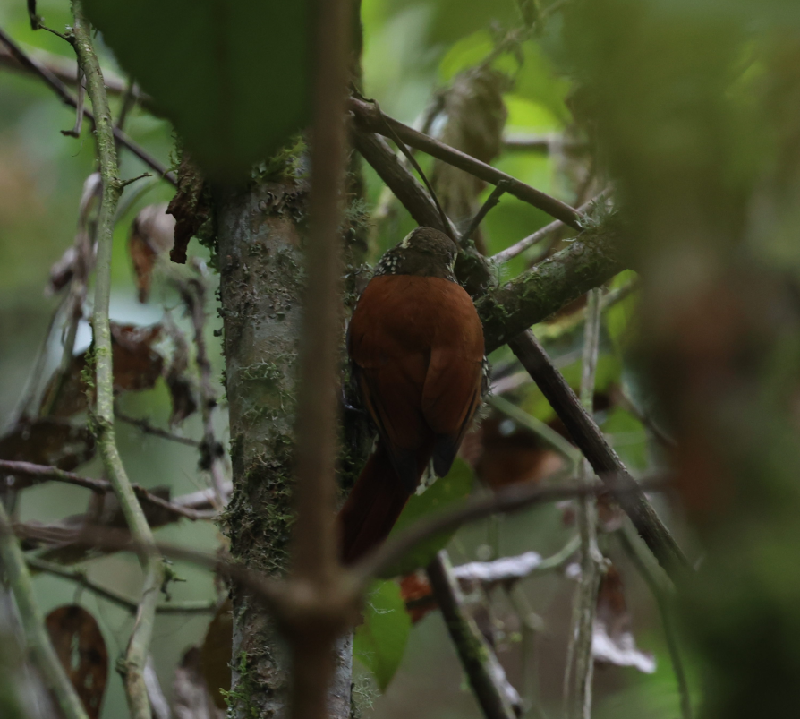 Pearled Treerunner - ML637202825