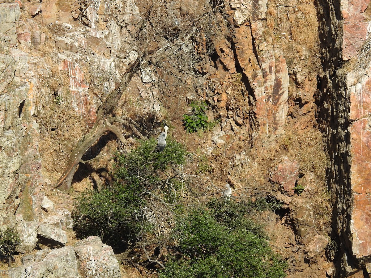 Gray Heron - ML637202828