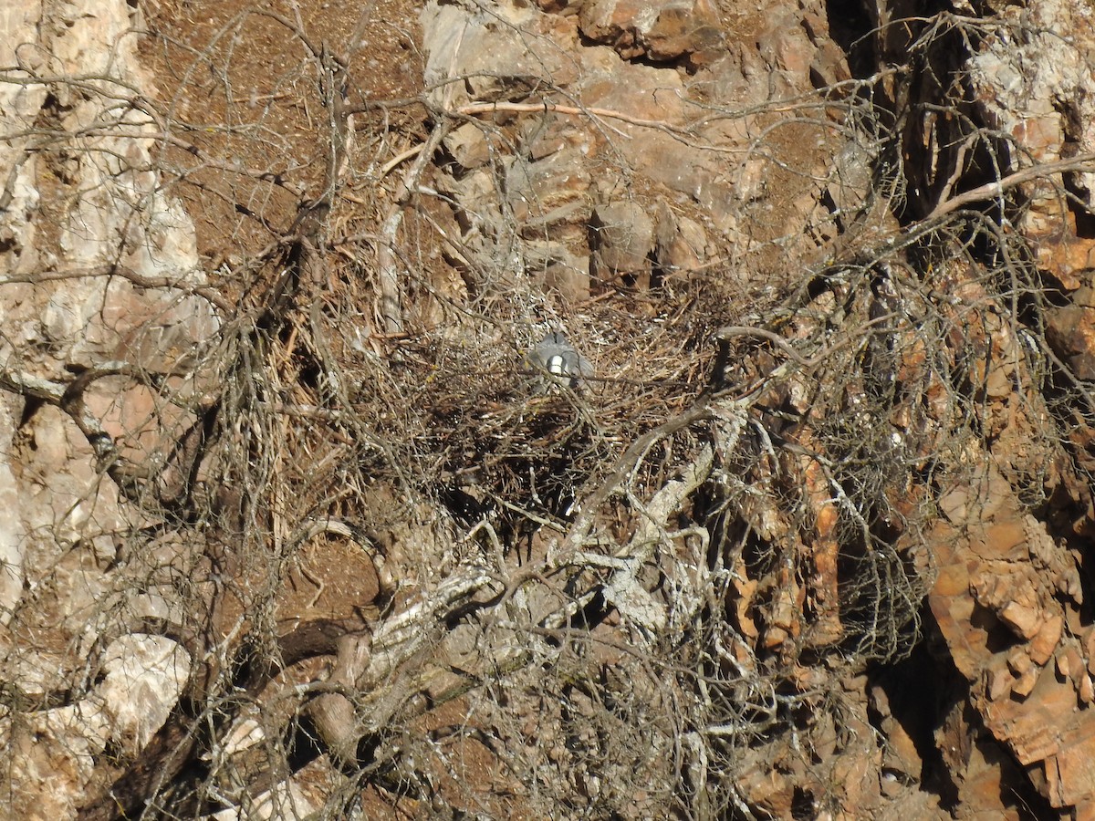 Gray Heron - ML637202829