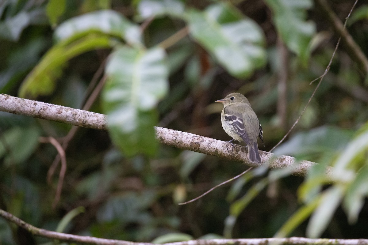 Acadian Flycatcher - ML637202885