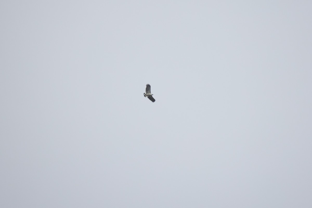 White Hawk - ML637202985