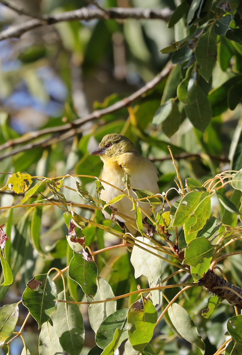 Spectacled Weaver - ML637202996