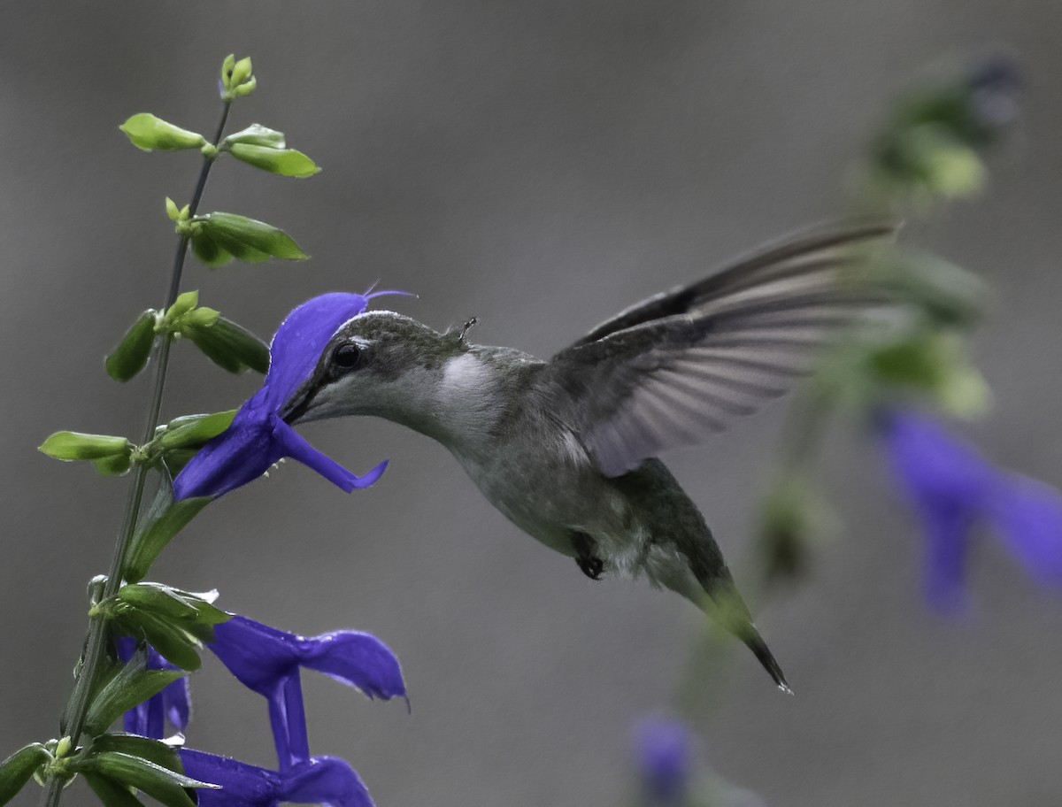 Ruby-throated Hummingbird - ML637203031