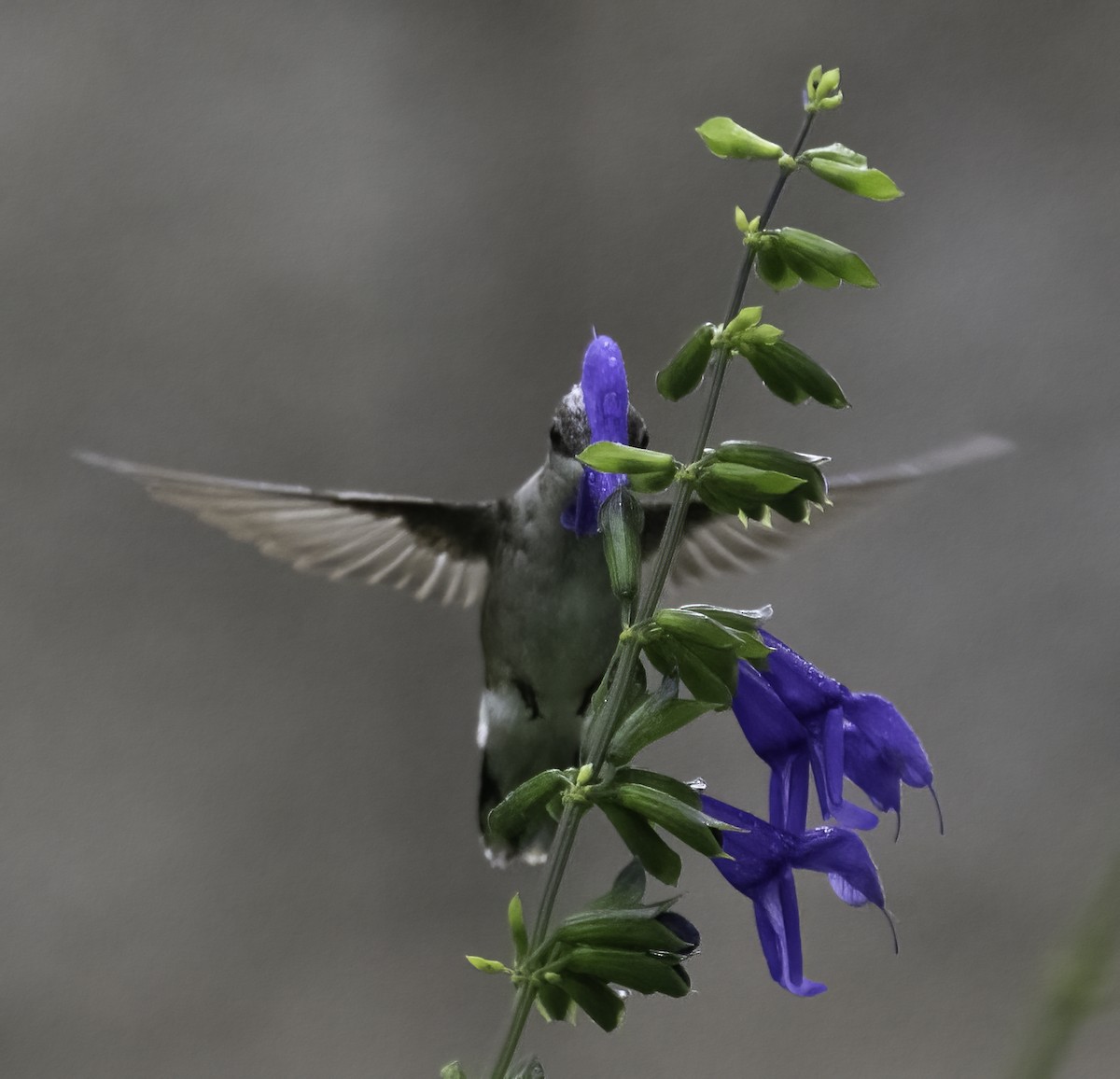 Ruby-throated Hummingbird - ML637203033