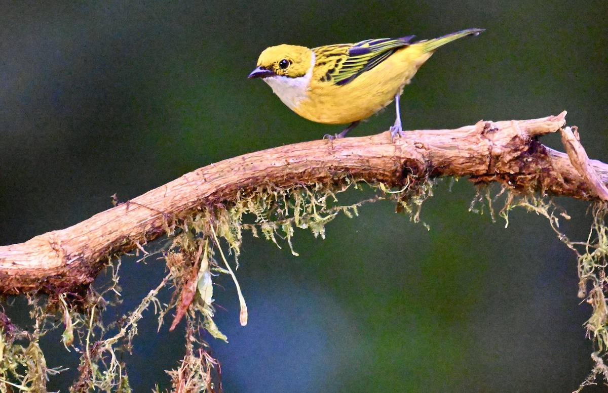 Silver-throated Tanager - ML637203059