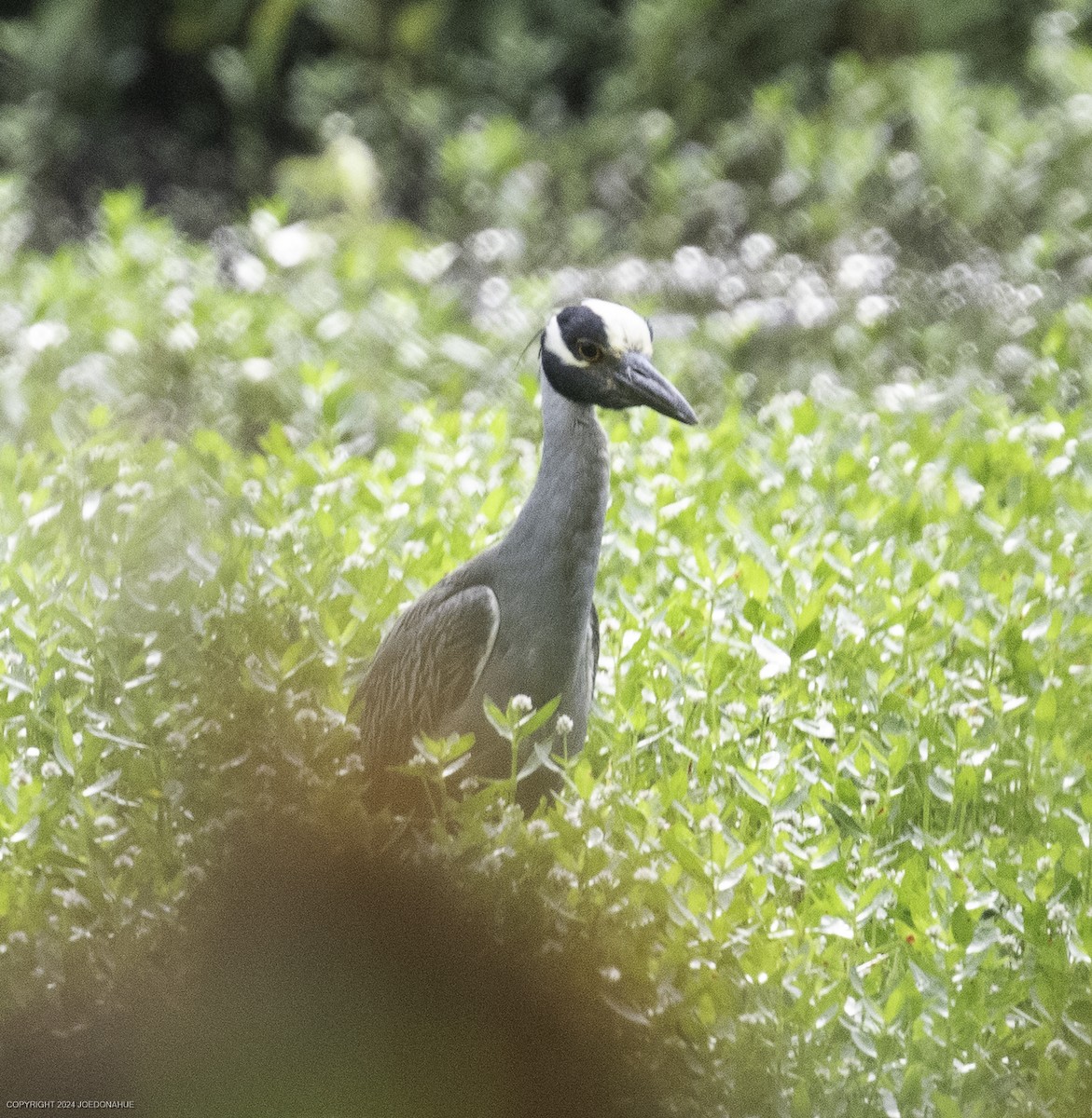 Yellow-crowned Night Heron - ML637203068