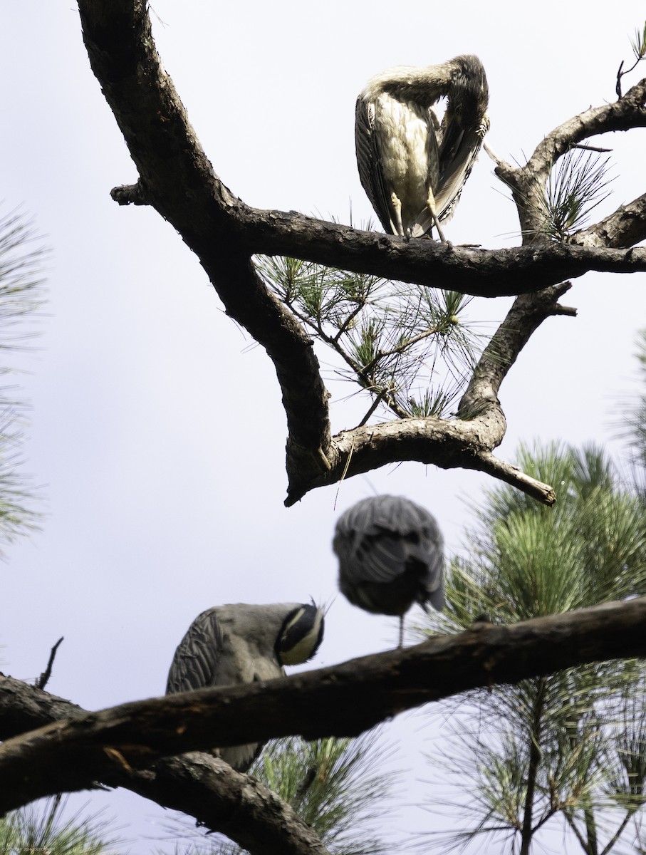 Yellow-crowned Night Heron - ML637203069