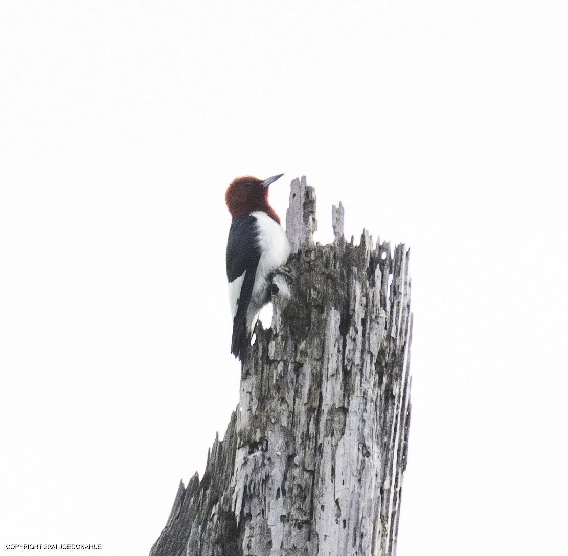 Red-headed Woodpecker - ML637203099