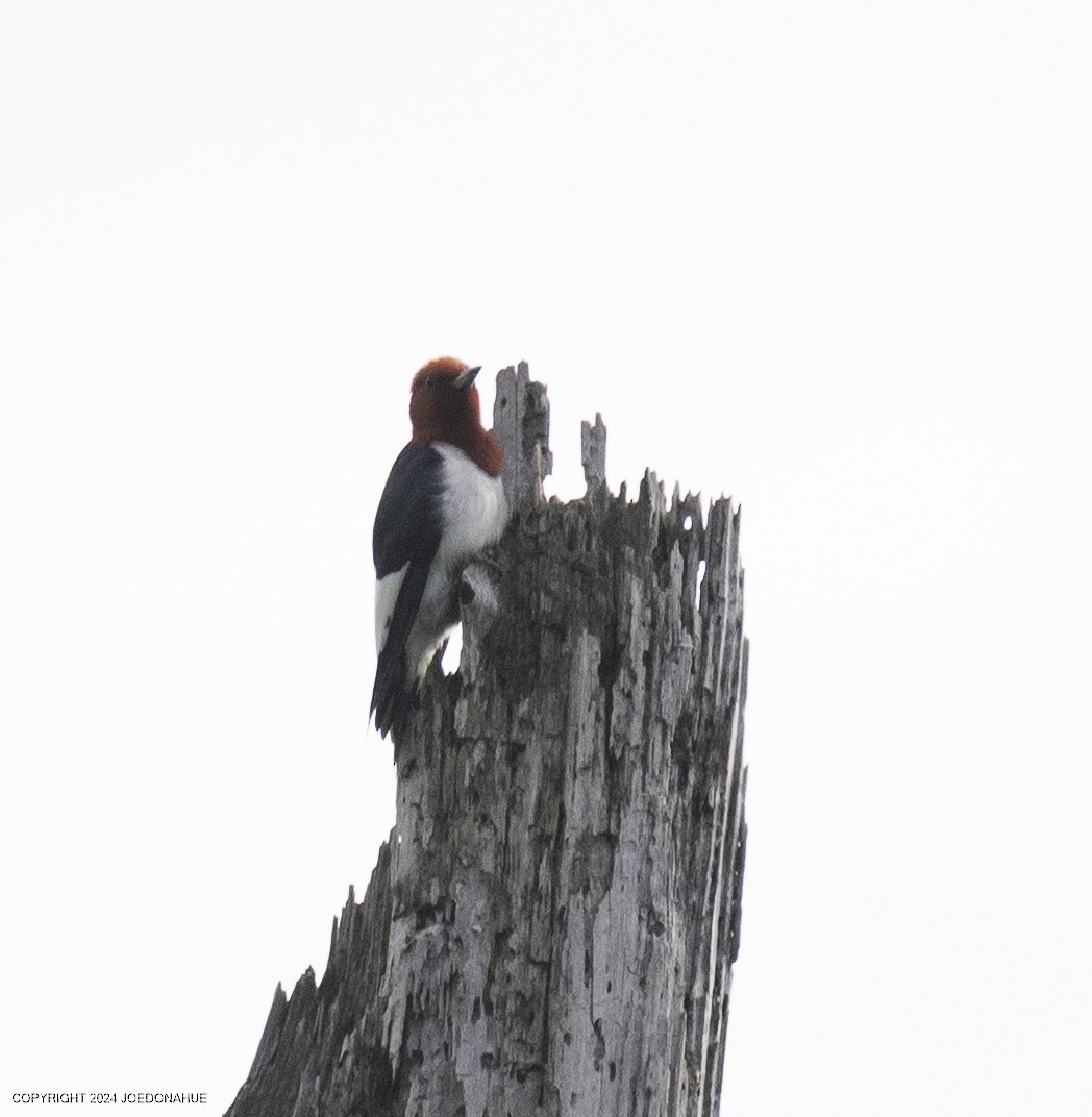 Red-headed Woodpecker - ML637203100