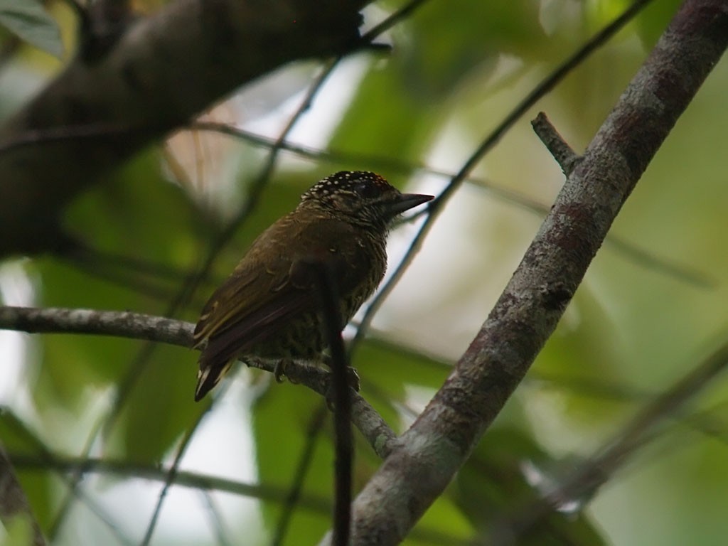 Lafresnaye's Piculet - ML637203103