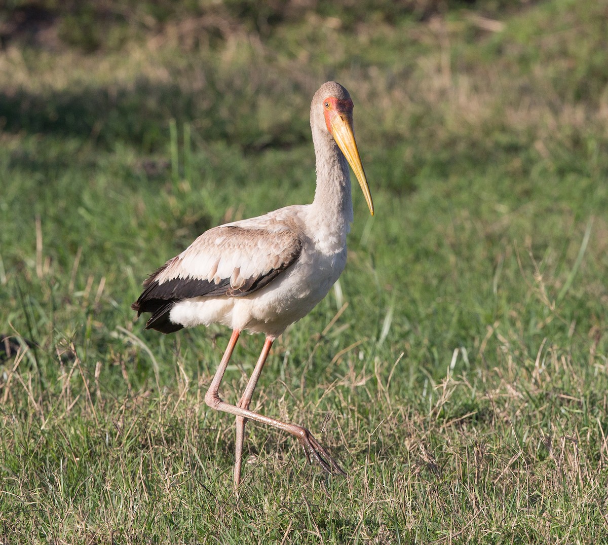 Yellow-billed Stork - ML63720311