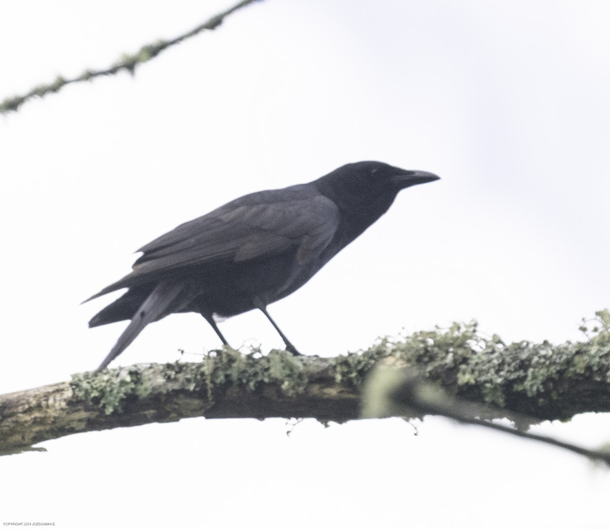 Fish Crow - ML637203111