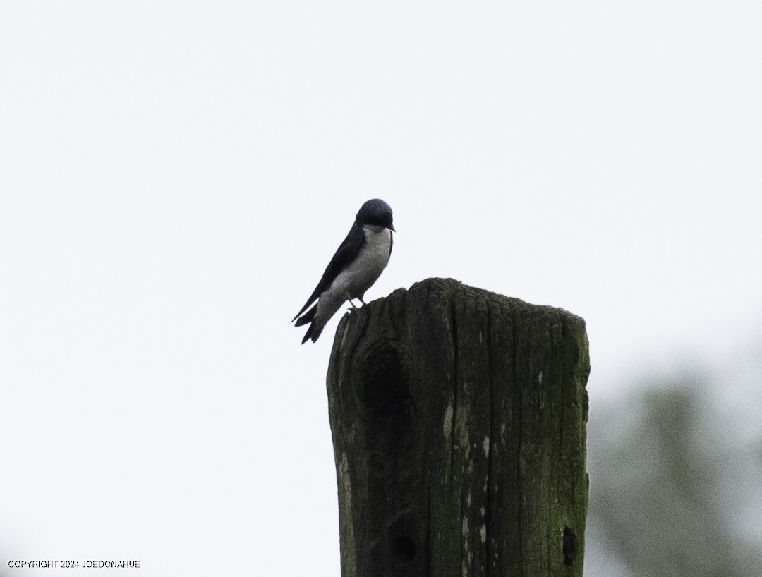 Tree Swallow - ML637203126