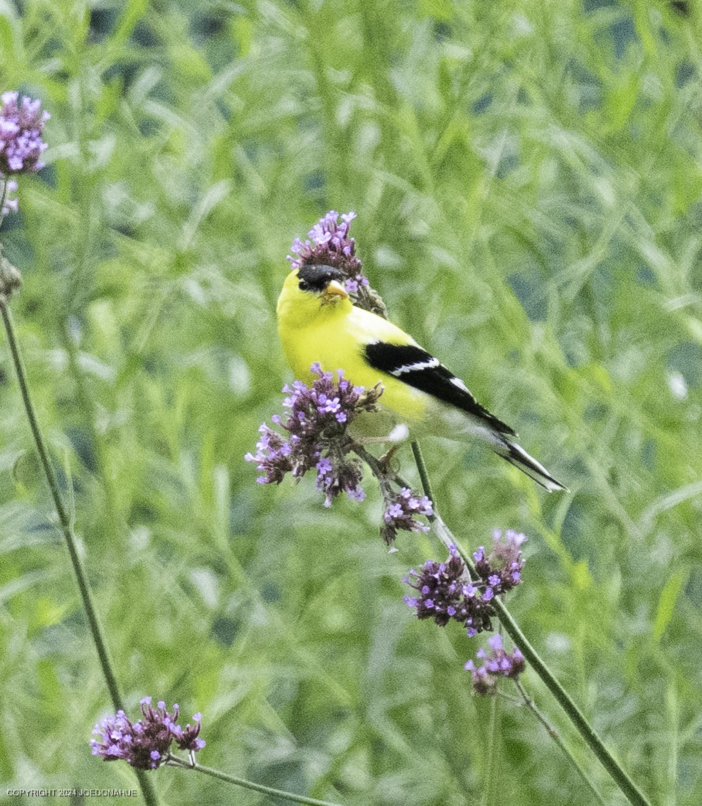 American Goldfinch - ML637203140