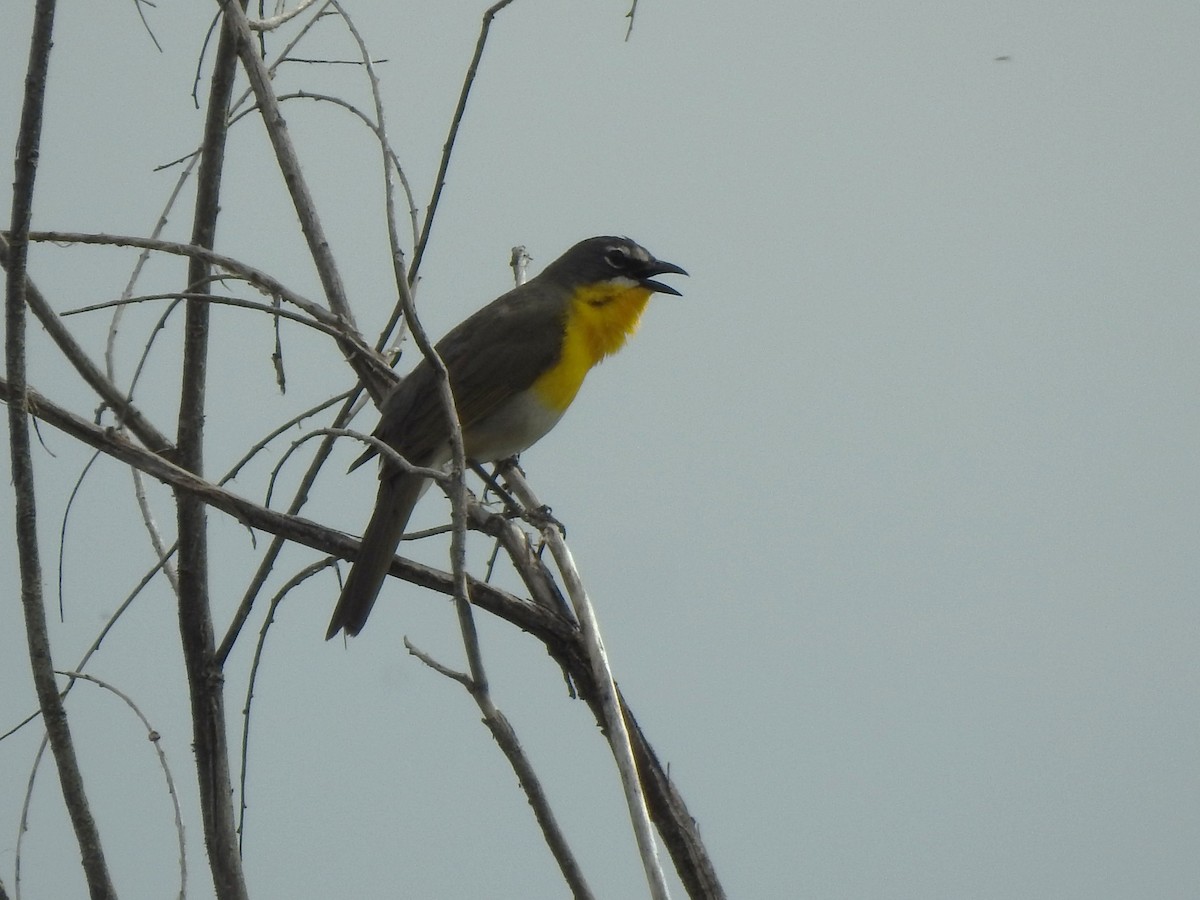 Yellow-breasted Chat - ML637203163