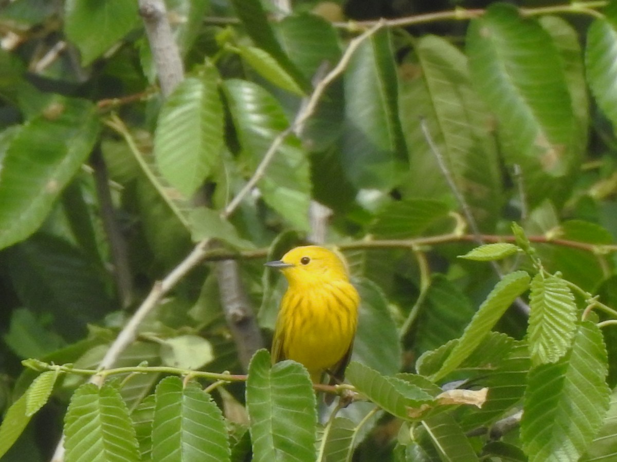 Yellow Warbler - ML637203172