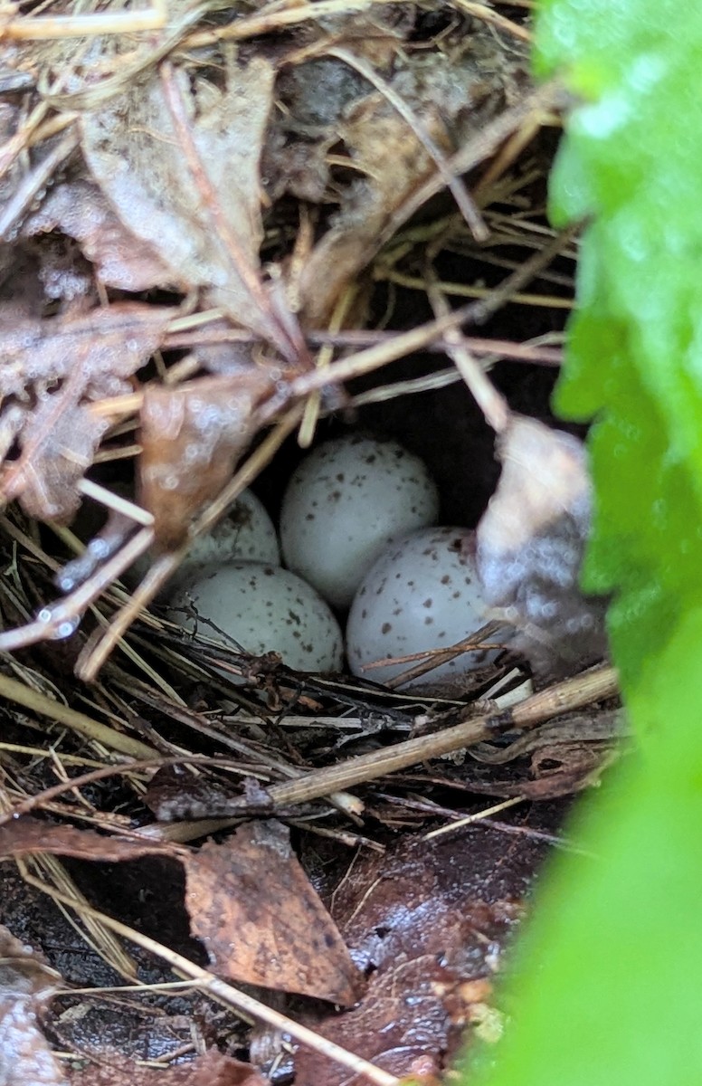 Ovenbird - ML637203231