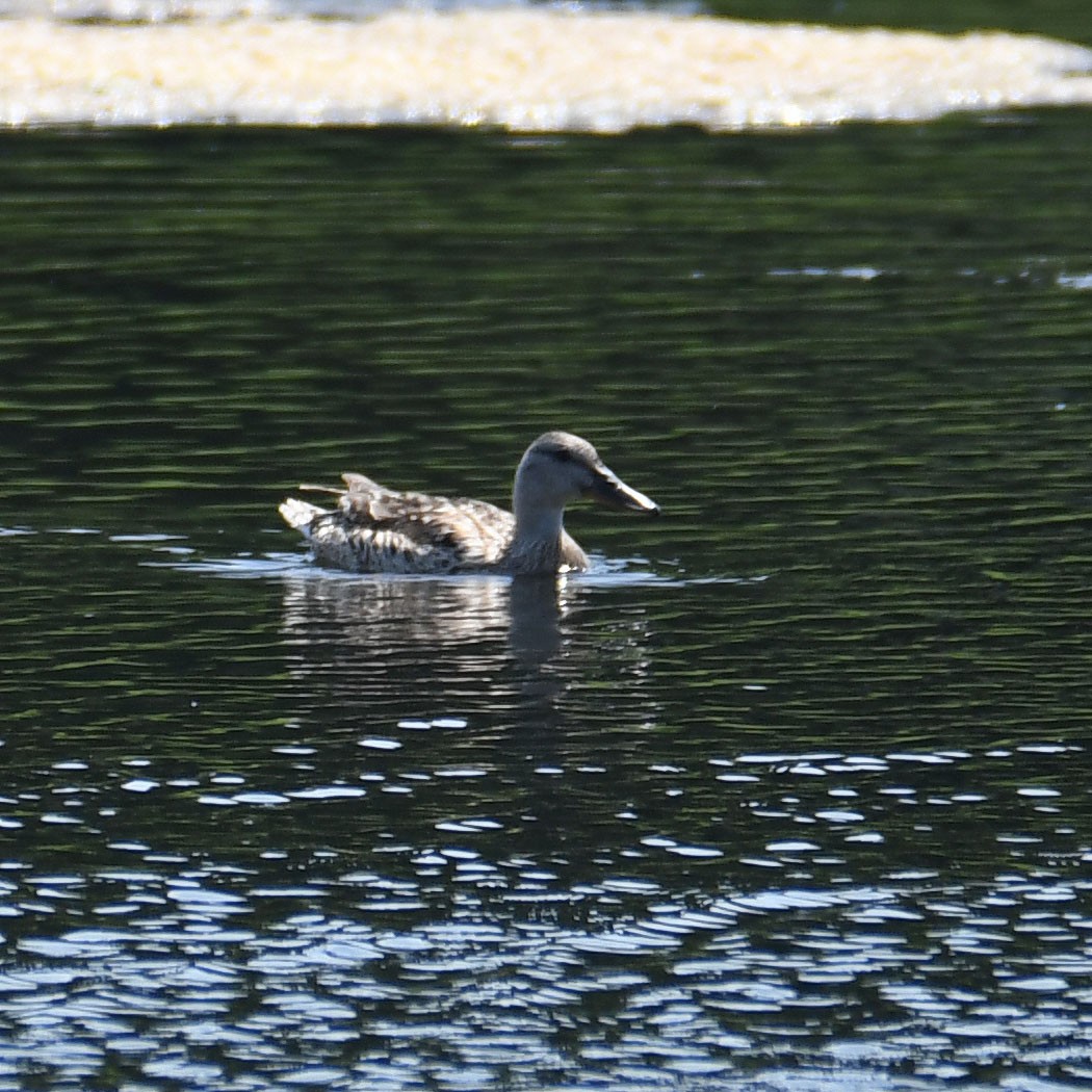 Northern Shoveler x Mallard (hybrid) - ML637203236