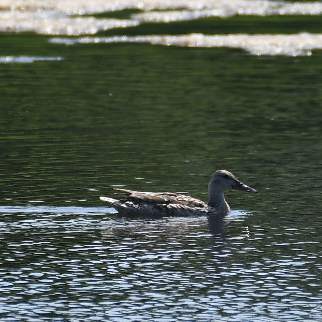 Northern Shoveler x Mallard (hybrid) - ML637203237