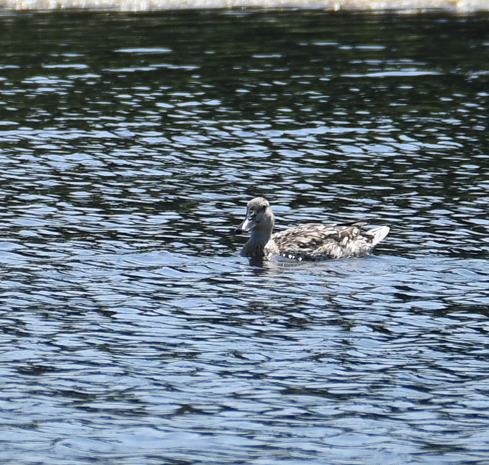 Northern Shoveler x Mallard (hybrid) - ML637203238